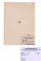 藏品(印度羽藻)的圖片